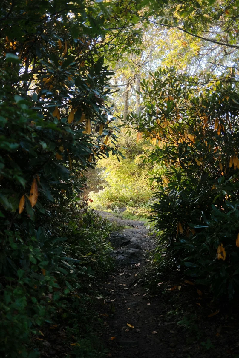 A sunlit woodland walking path surrounded by green foliage